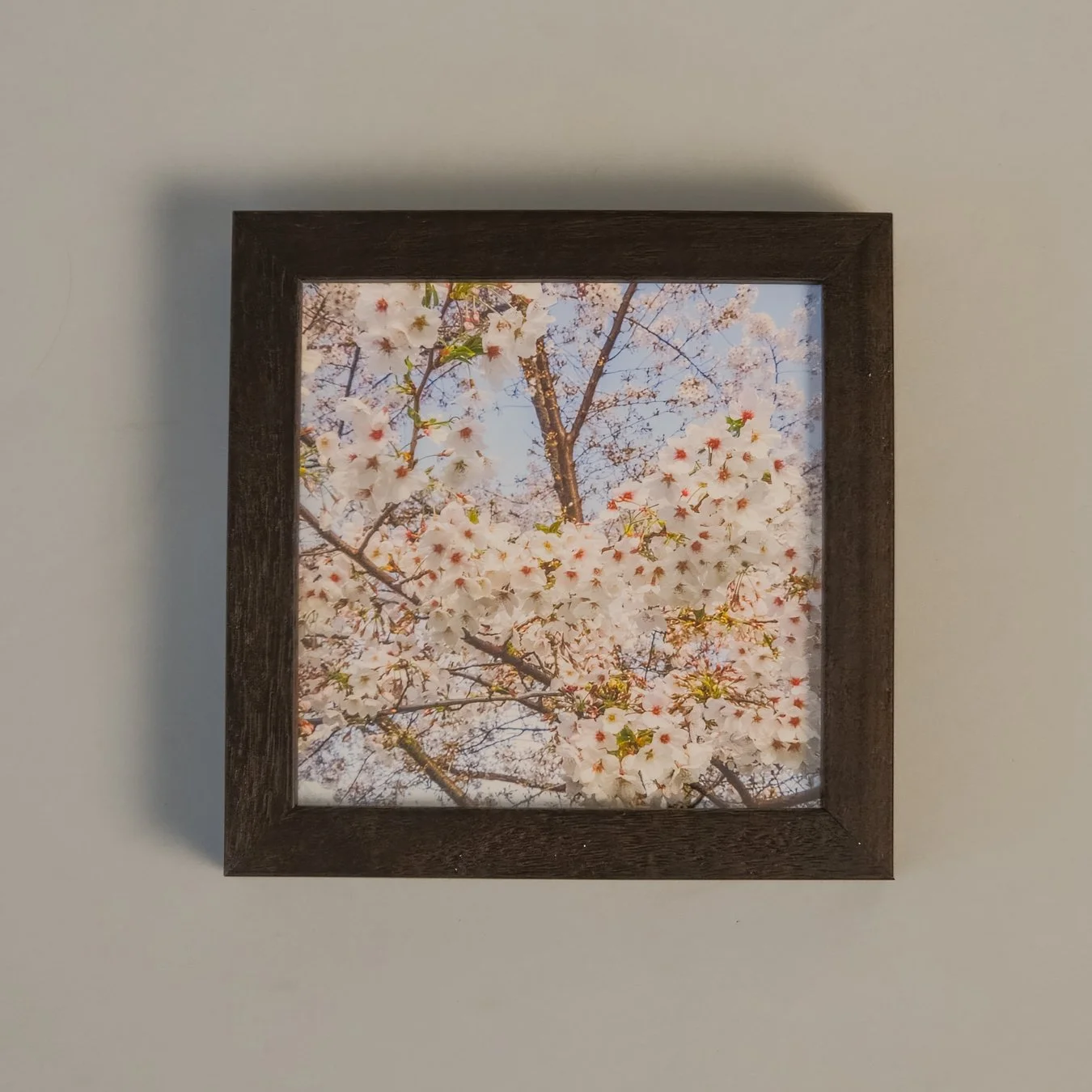 JAMurphy-tiny flora 4_framed.jpg