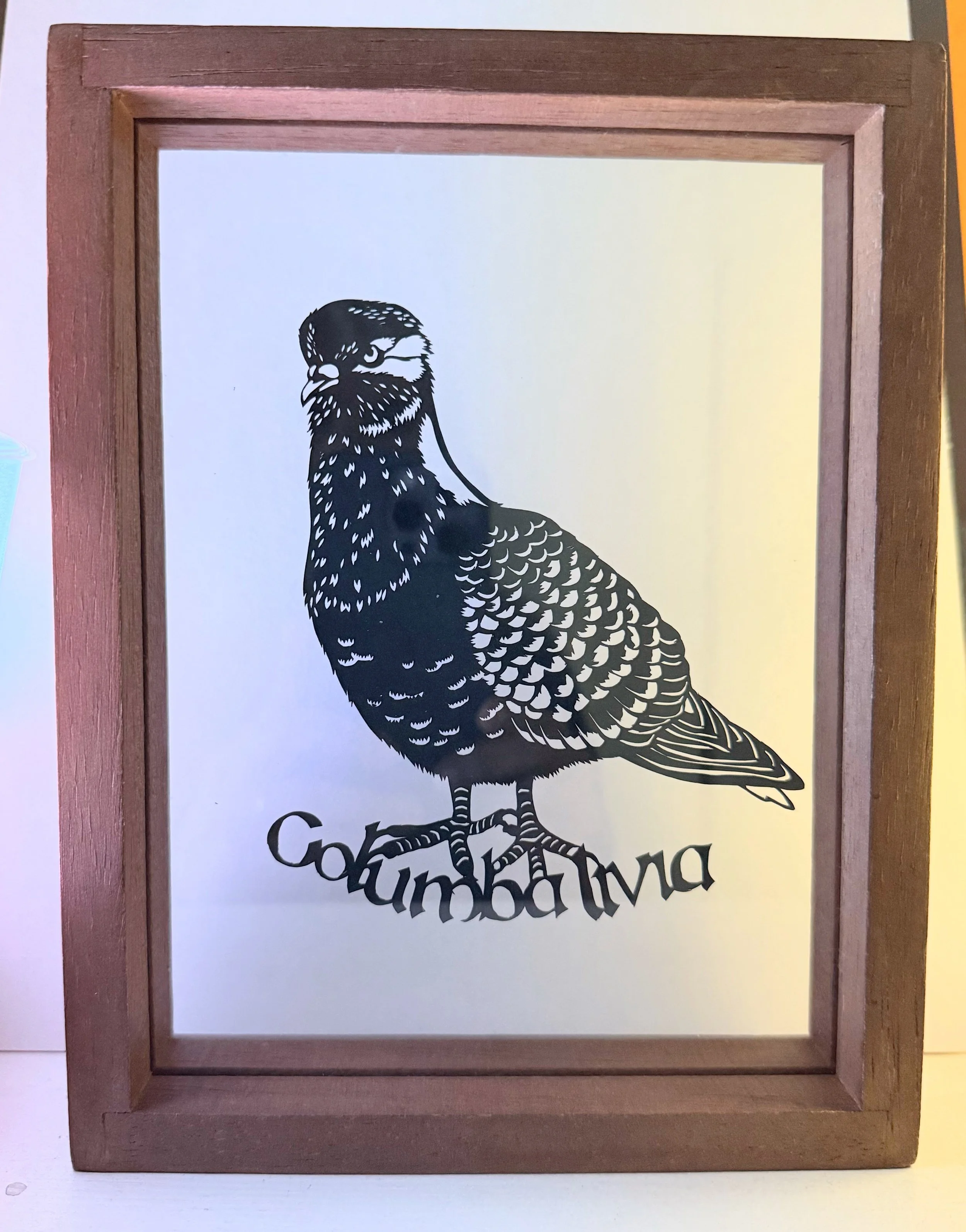 DYew pigeon 1.jpg