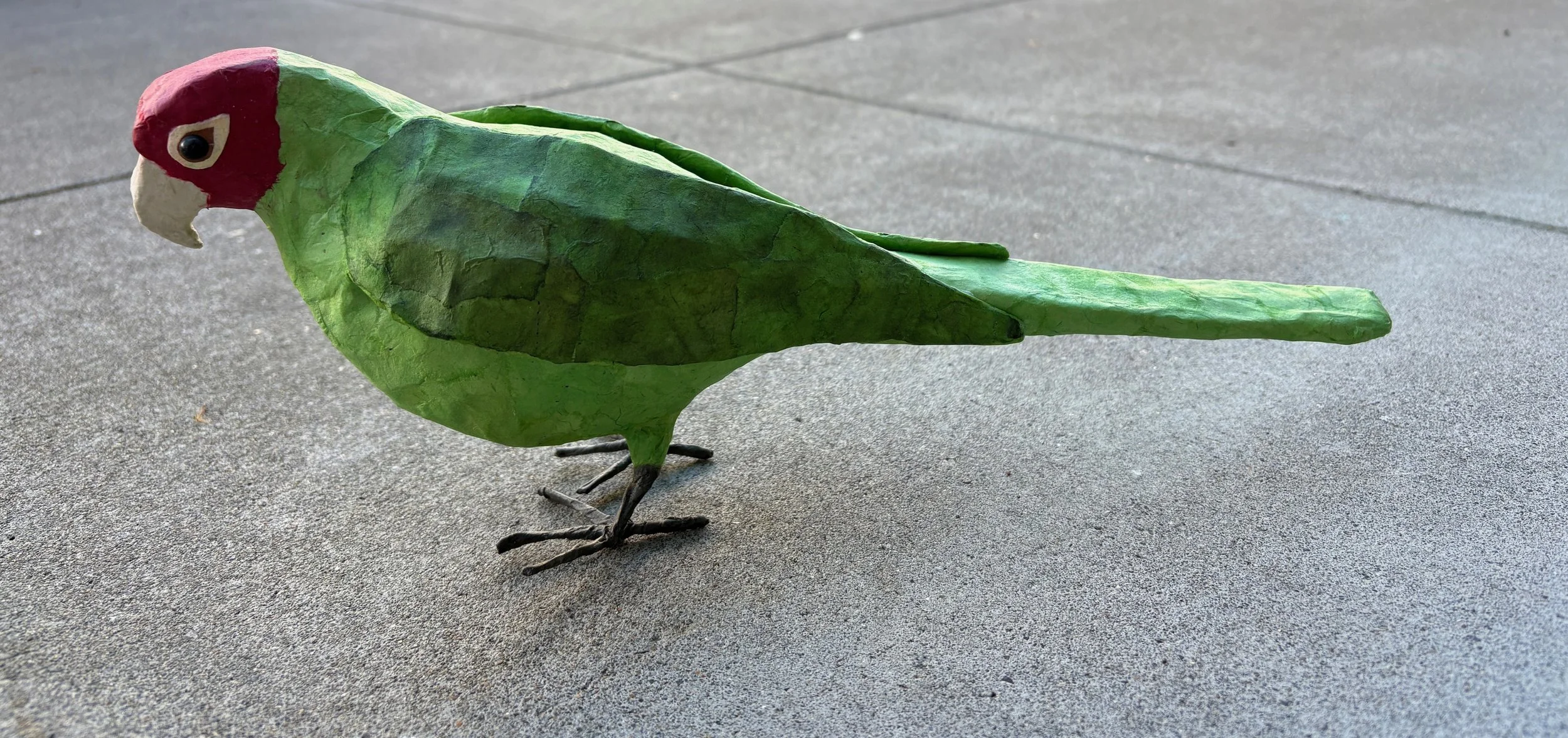 NOverton-Conure1.jpg