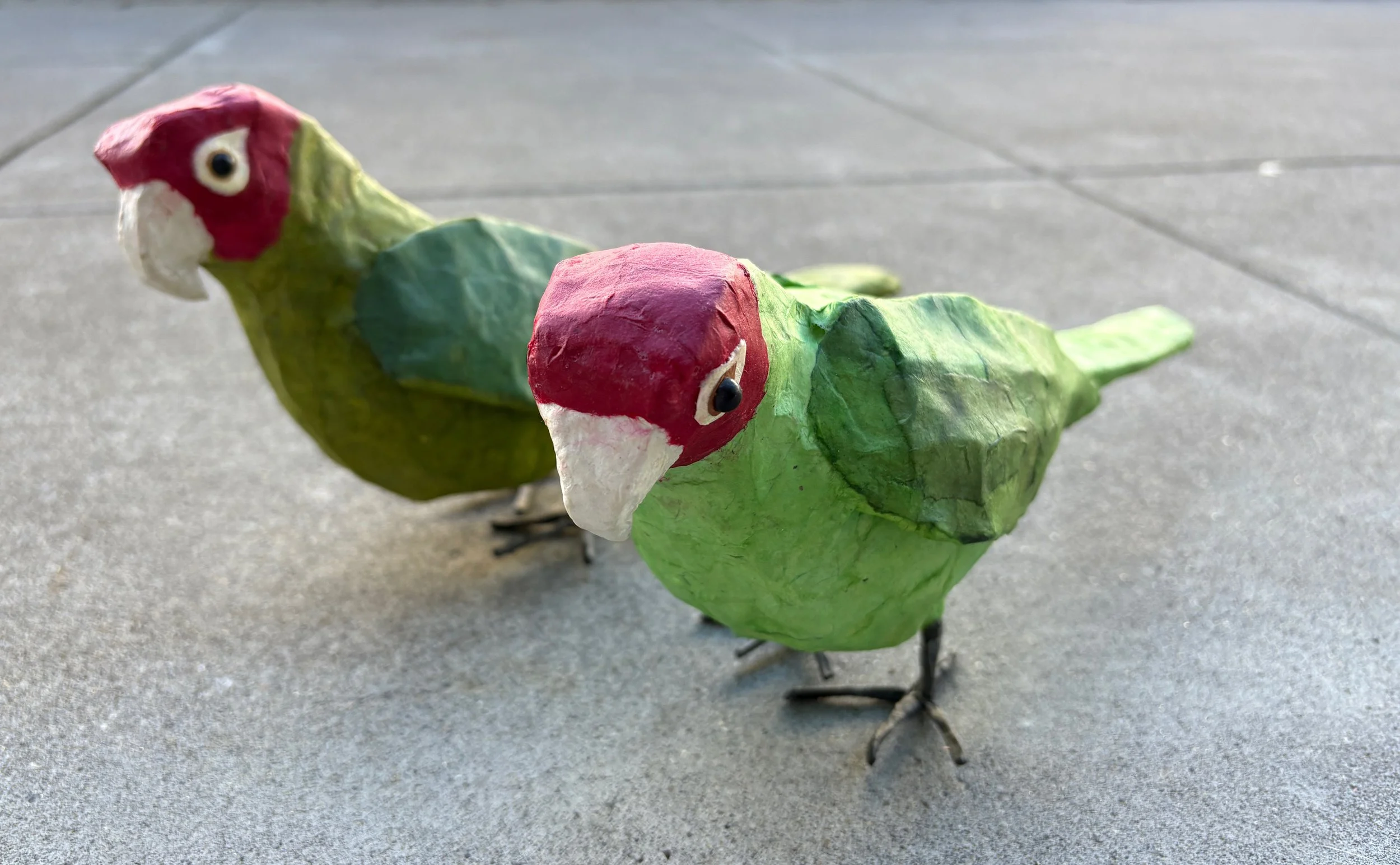 NOverton-Conures-1.jpg