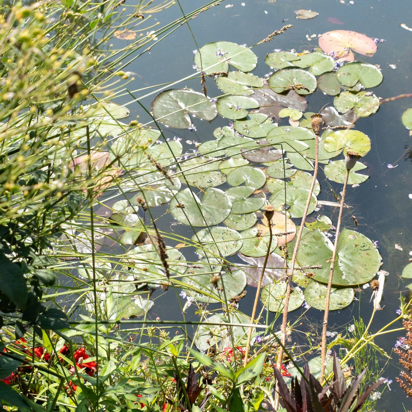 JAMurphy-tiny flora 5.jpg