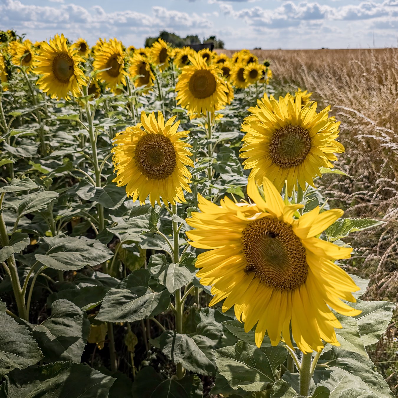 JAMurphy-tiny flora 1.jpg