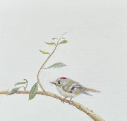 HJKang-RubyCrownedKinglet.jpg