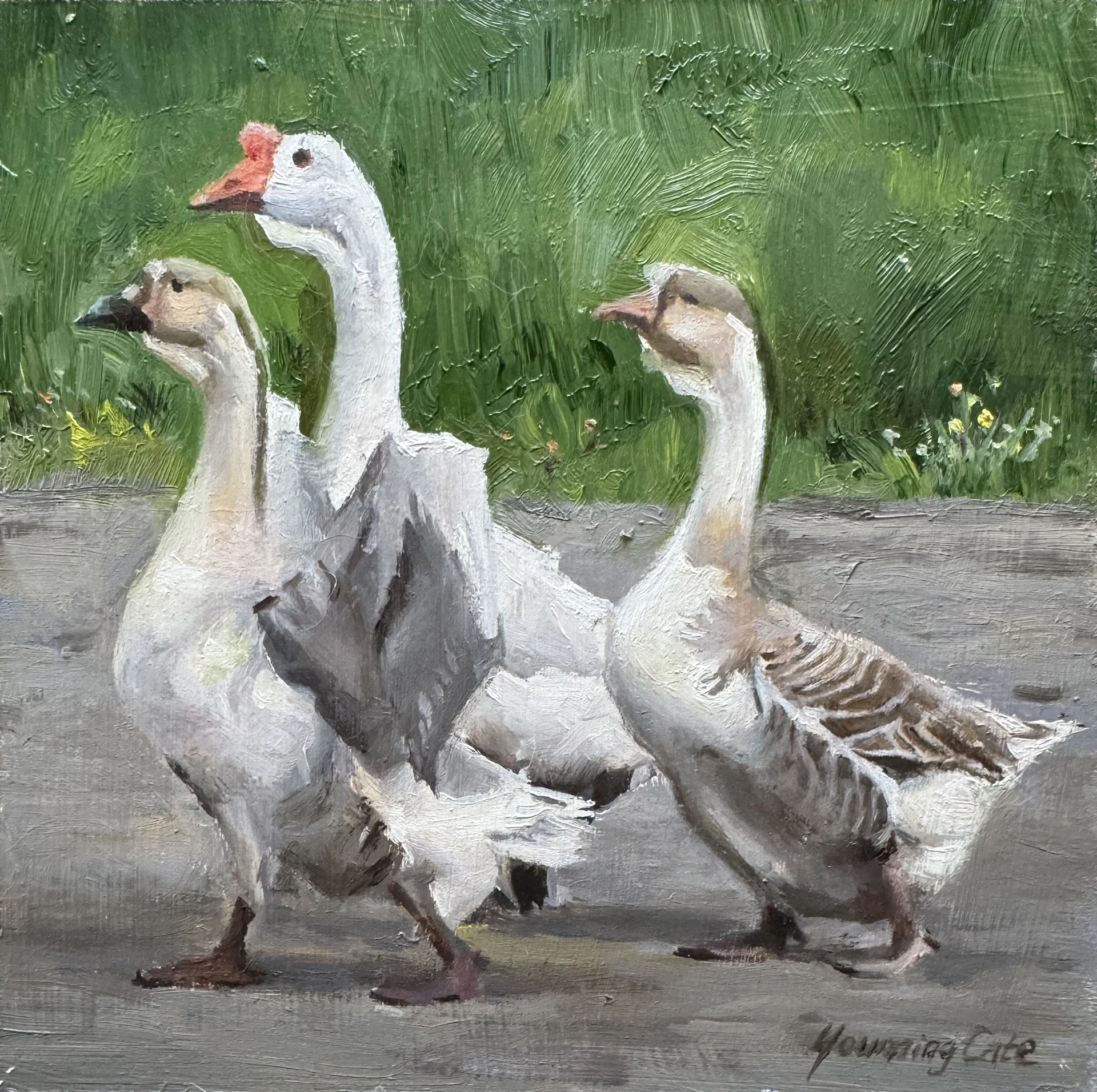 YCate-Lion Head Geese_Youming Cate.jpg