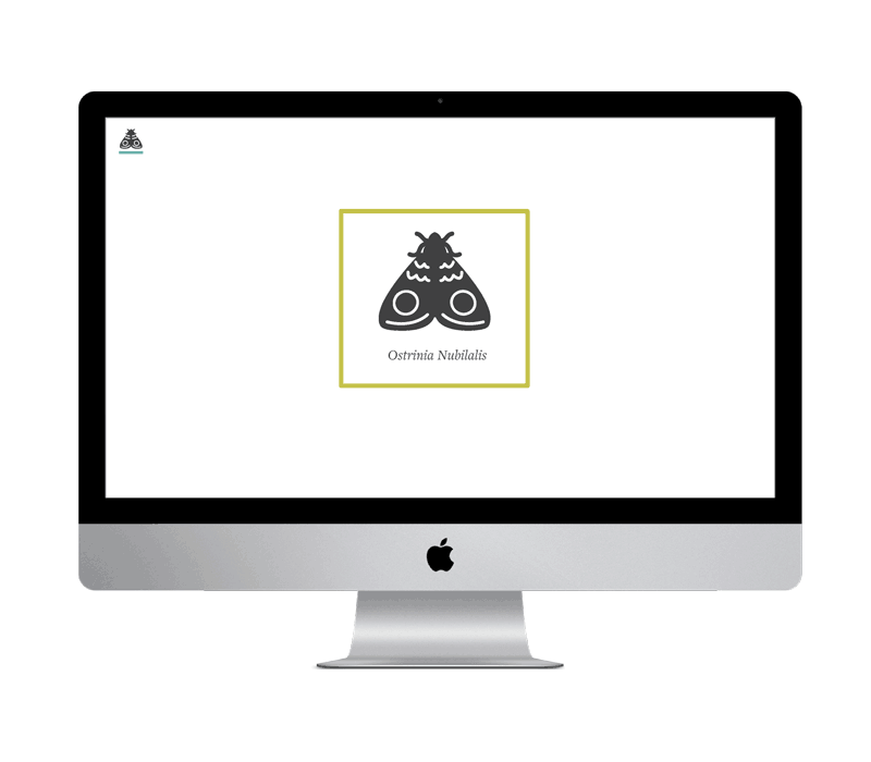 moth_states_1.png