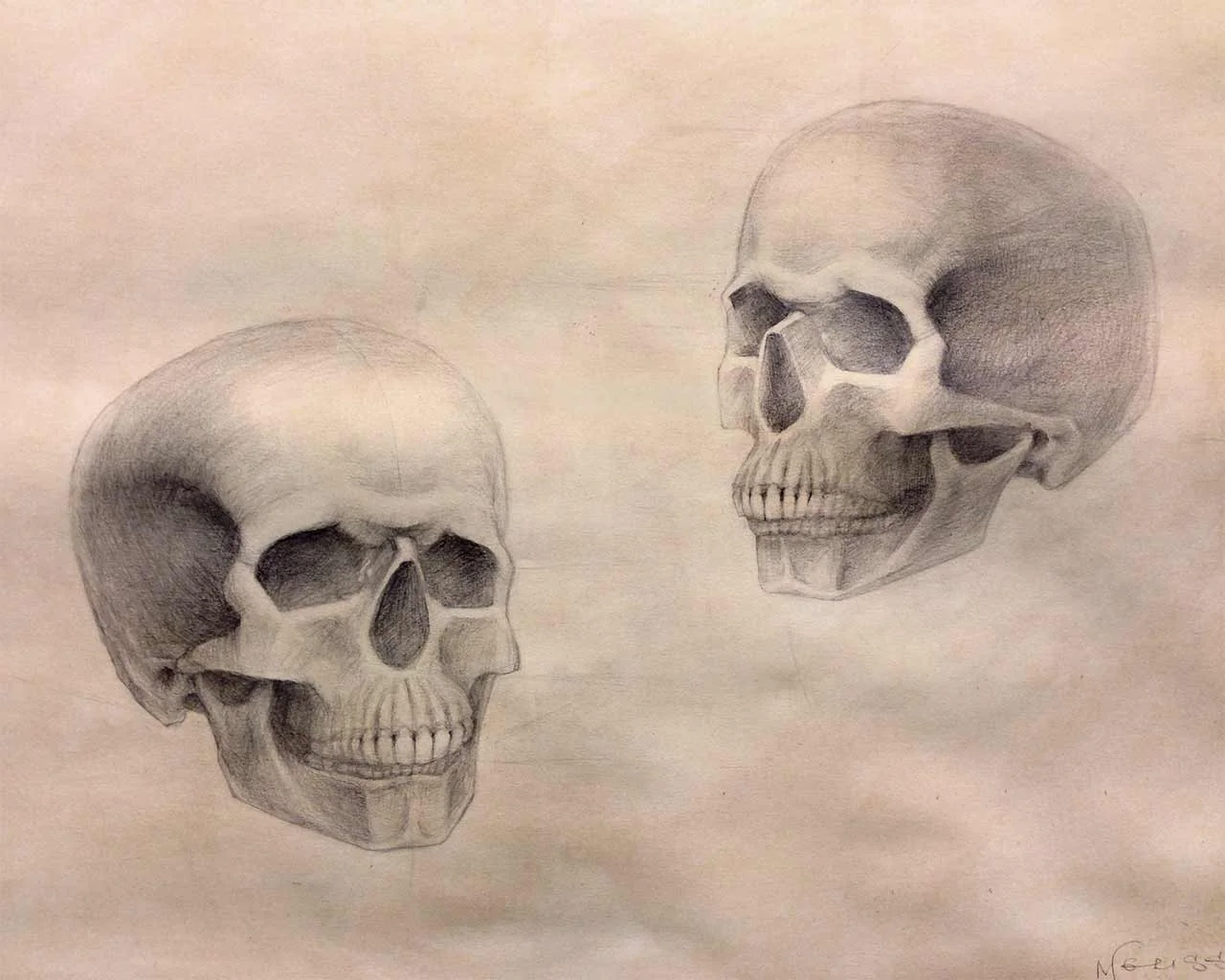 Skull Study