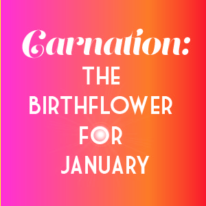 JANUARY BIRTHFLOWER CARNATION.jpg