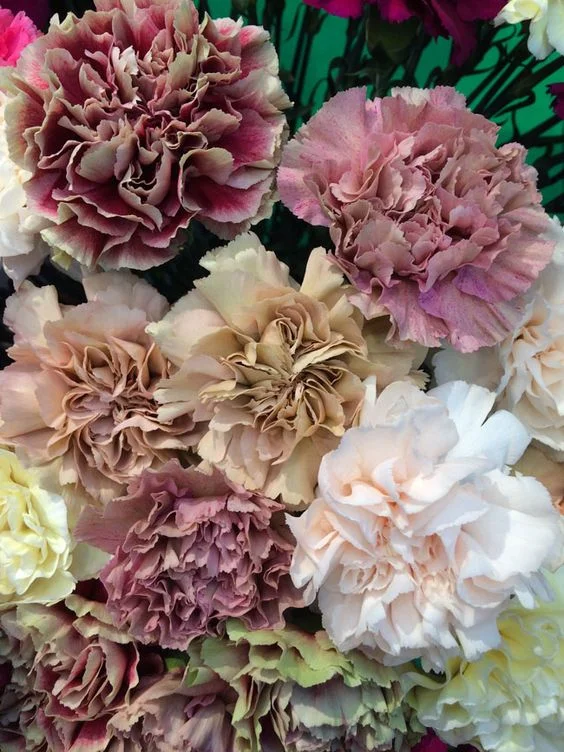 Carnations in January Birthflower of the Month — FUTURE KING & QUEEN