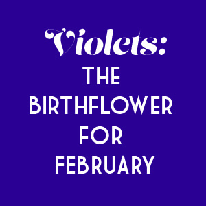 violet birth flower for february.jpg