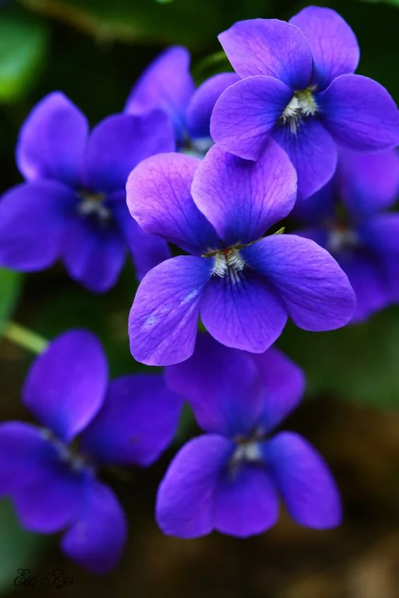 Violets in February Birth flower of the Month — FUTURE KING & QUEEN