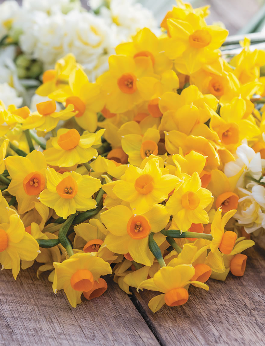 Gift a generous bunch of colourful Daffodils