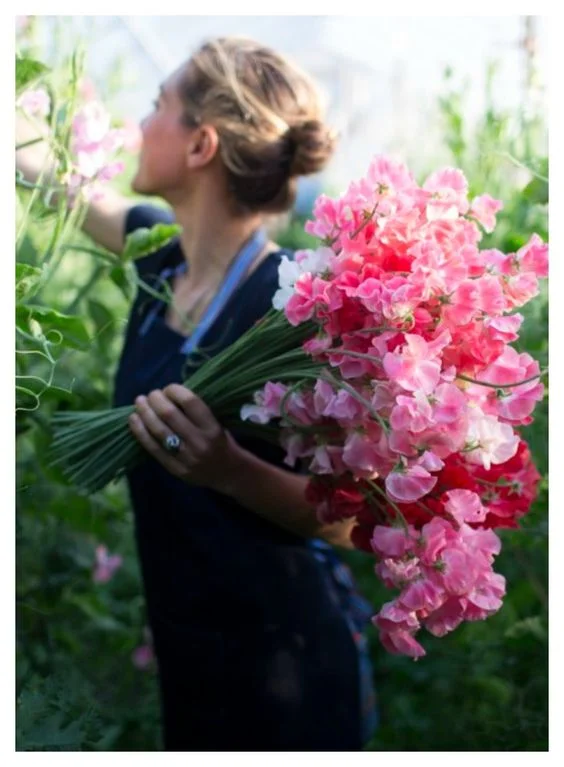 Sweet Peas in April Birth Flower of the Month — FUTURE KING & QUEEN