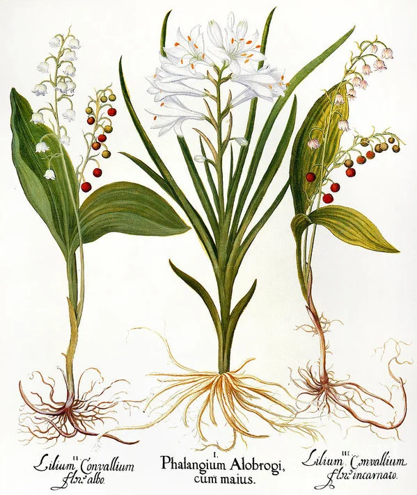 Rhizome Lily Of The Valley