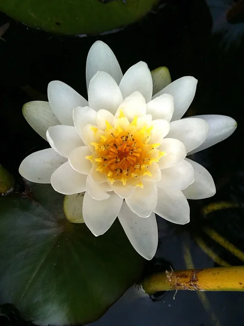 Water Lily Delphinium In July Birth Flowers Of The Month Future King Queen