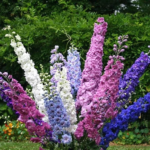 July Birth Flower Water Lily Larkspur Best Flower Site
