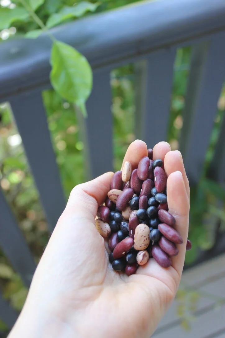 Plastic Free July Tip: buy legumes & grains from bulk food stores, then batch cook them & store in fridge/freezer for quick, plastic-free meals.