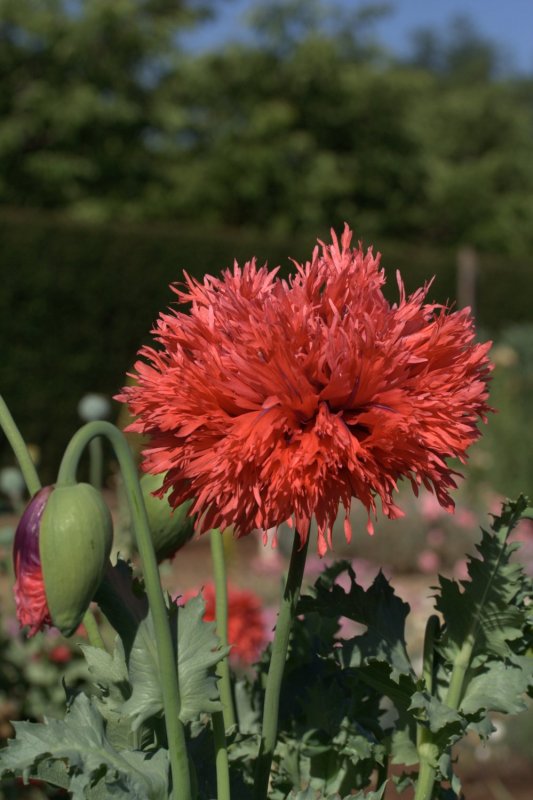 The peony poppy double red from lambley nurseries has the look of a peony, but the easy care growing appeal of a poppy. 