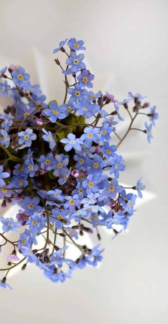 Forget Me Not In September Birth Flower Of The Month Future King Queen