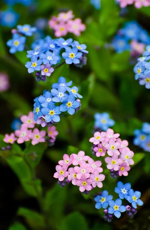 Forget Me Not In September Birth Flower Of The Month Future King Queen