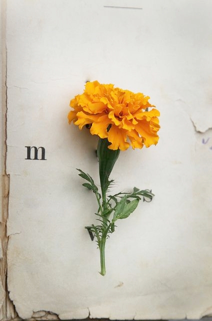 marigold birth flower of the month.jpg