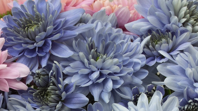 blue chrysanthemum.jpg