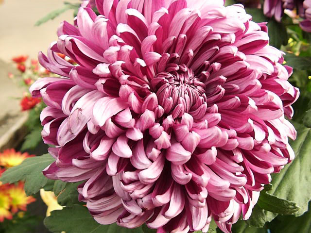 chrysanthemum_grandiflorum.jpg