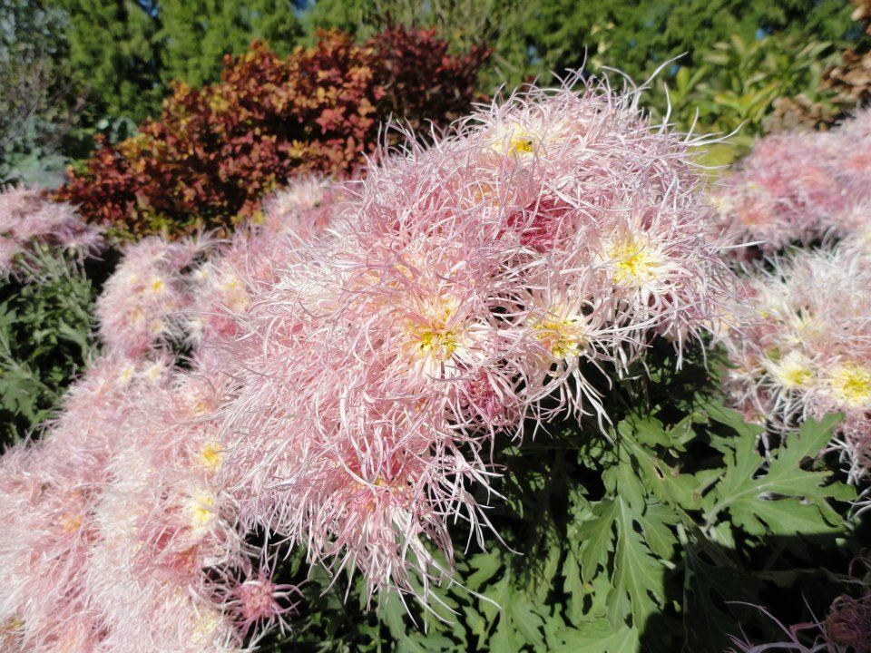 Chrysanthemum-wisp-of-pink.jpg