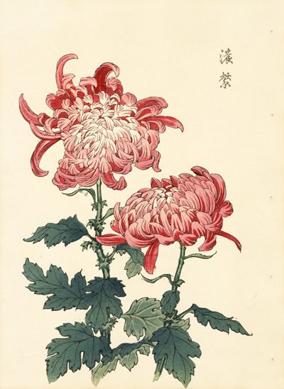 chrysanthemum botanical print.jpg