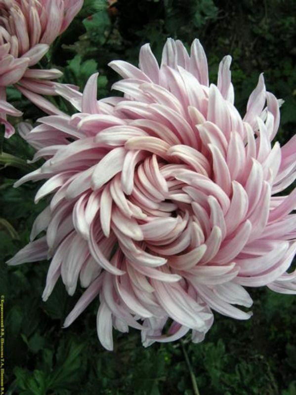 chrysanthemum-modern-wedding-florals-pinterest.jpg