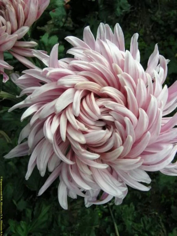 Chrysanthemum in November Birth Flower of the Month — FUTURE KING