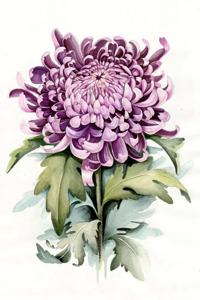 Chrysanthemum in November Birth Flower of the Month — FUTURE KING