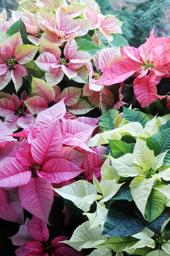 poinsettia pink.jpg