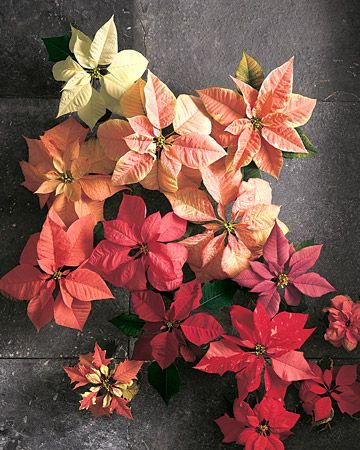 poinsettia christmas.jpg