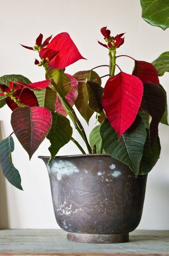 poinsettia red.jpg