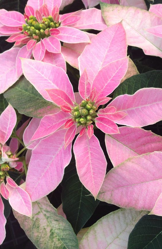 pink poinsettia.jpg