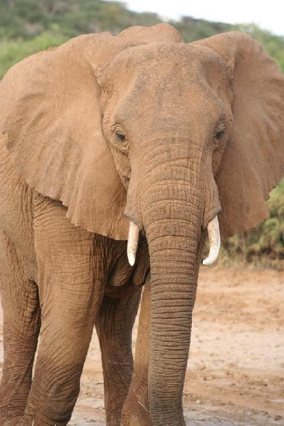 ELEPHANT HUMANE SOCIETY INTERNATIONAL.png