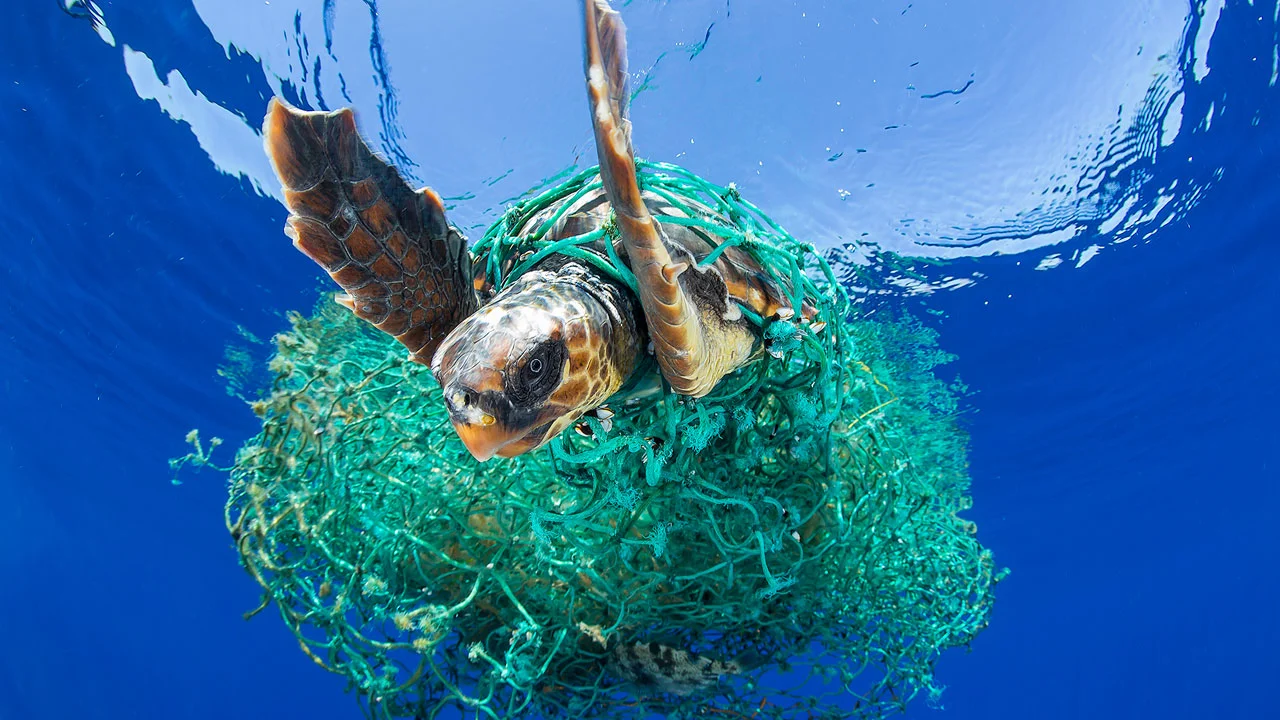 impacts-of-plastic-in-the-ocean-on-sealife-Entangled_Turtle_by_Francis_Perez.jpg