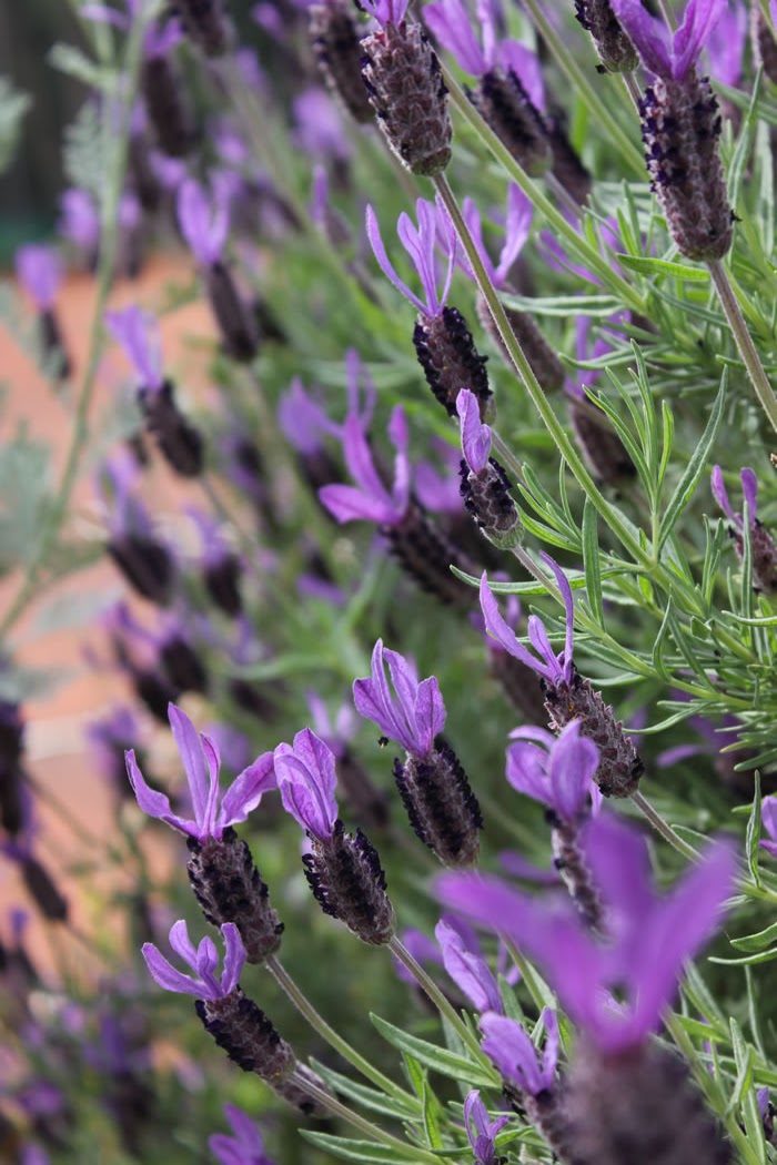 lavenderflowers.jpg