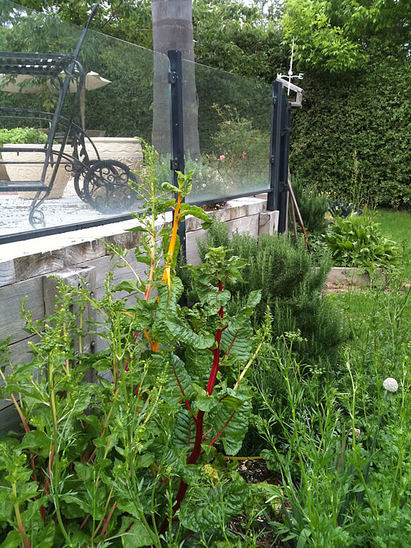 heirloomsilverbeetgonetoseedveggiegarden.jpg