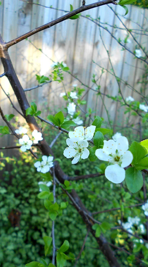 flowering fruit trees bee friendly.jpg