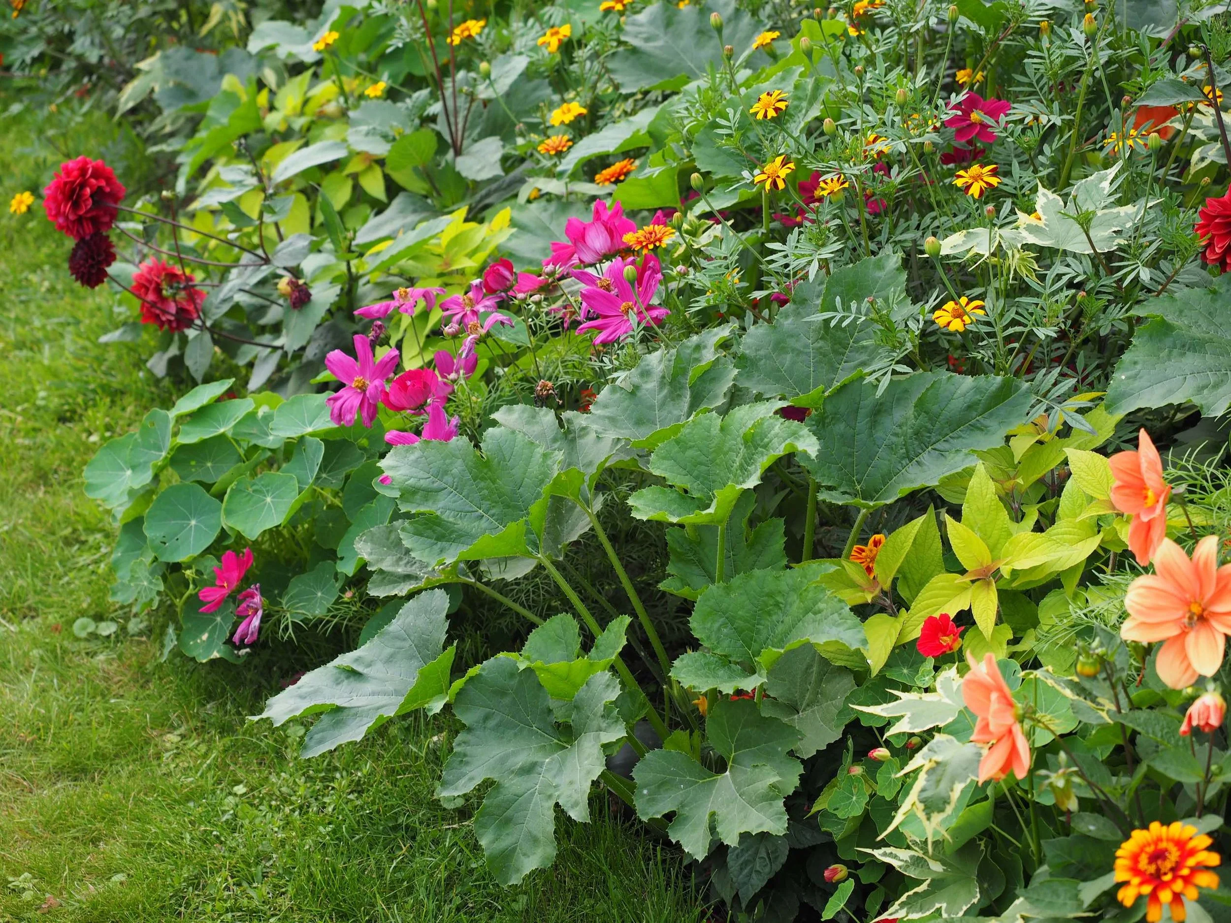 garden for bees.jpg