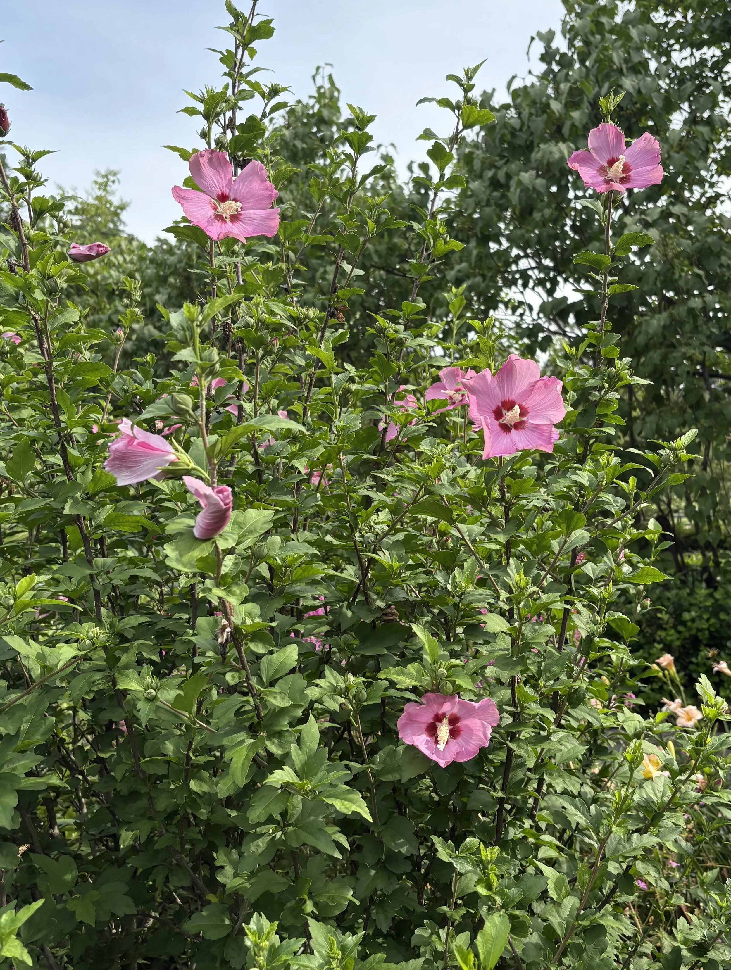 IMG_0868.jpeg