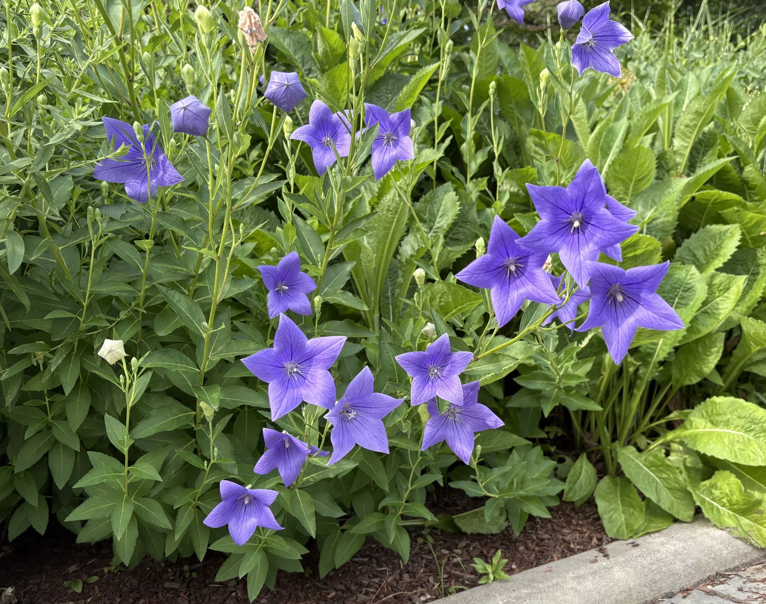 IMG_0872.jpeg