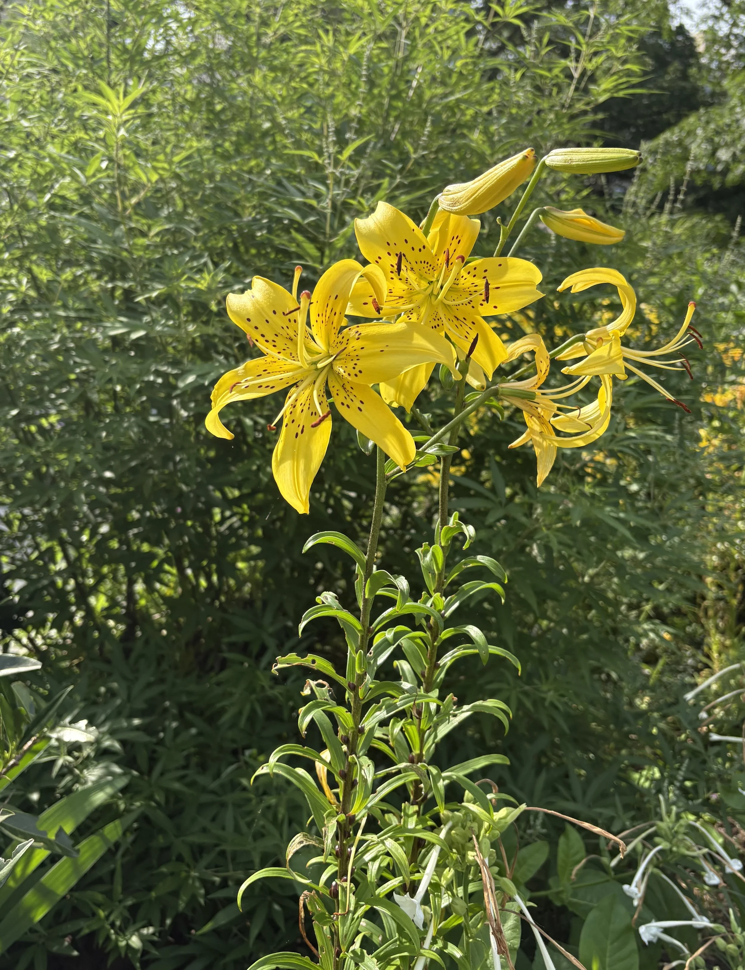IMG_0879.jpeg