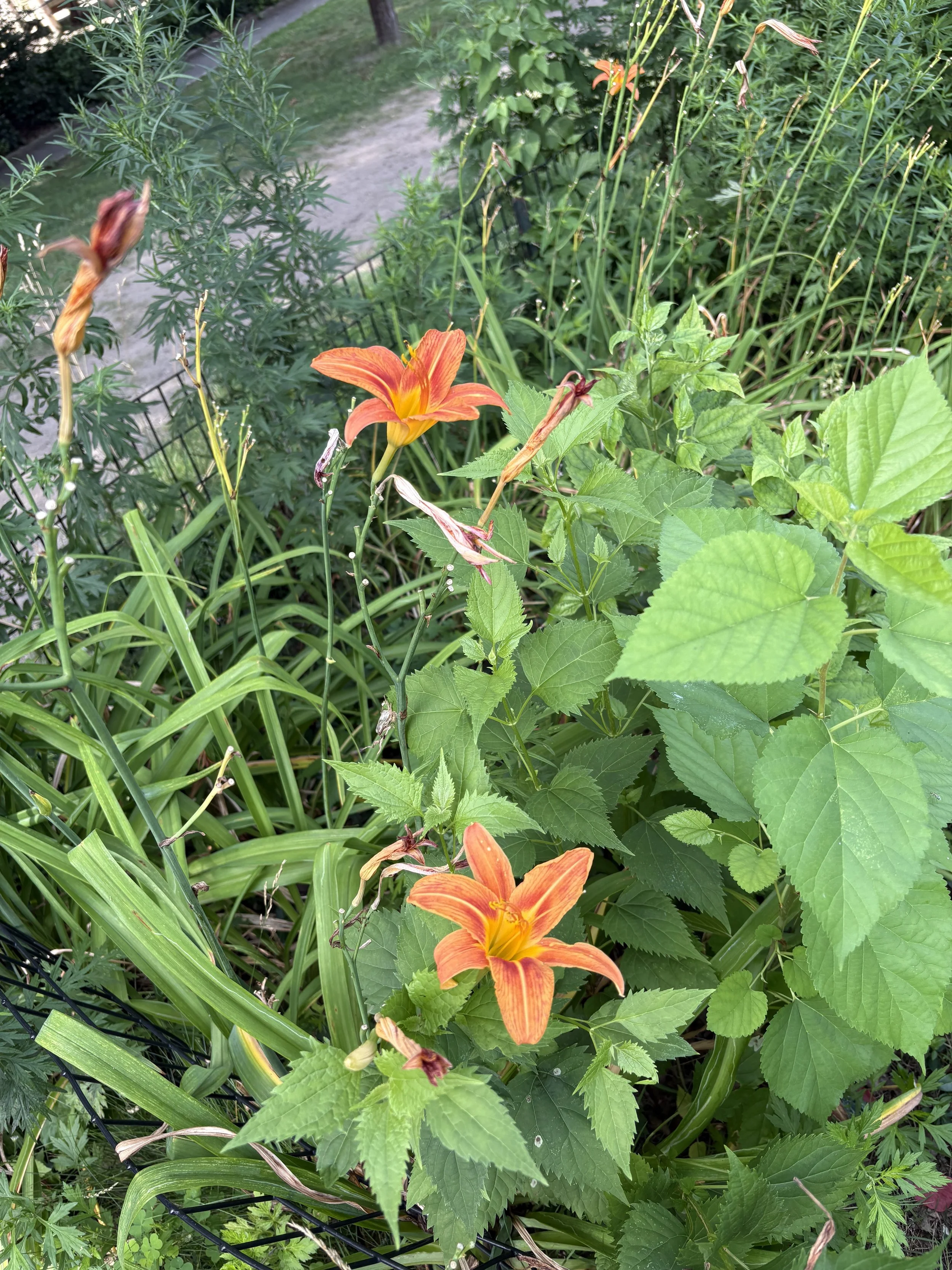 IMG_0890.jpeg