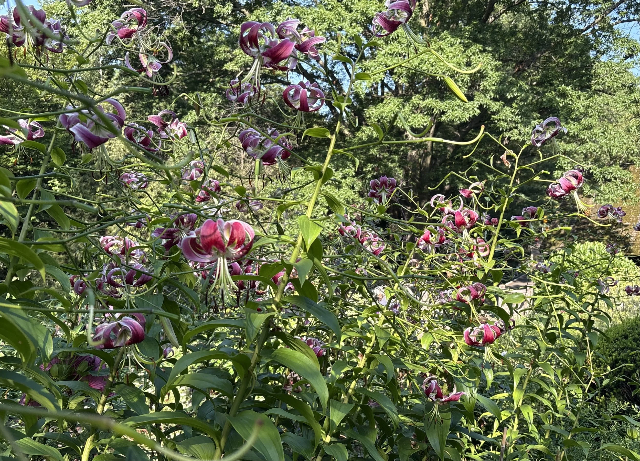 IMG_3101.jpeg