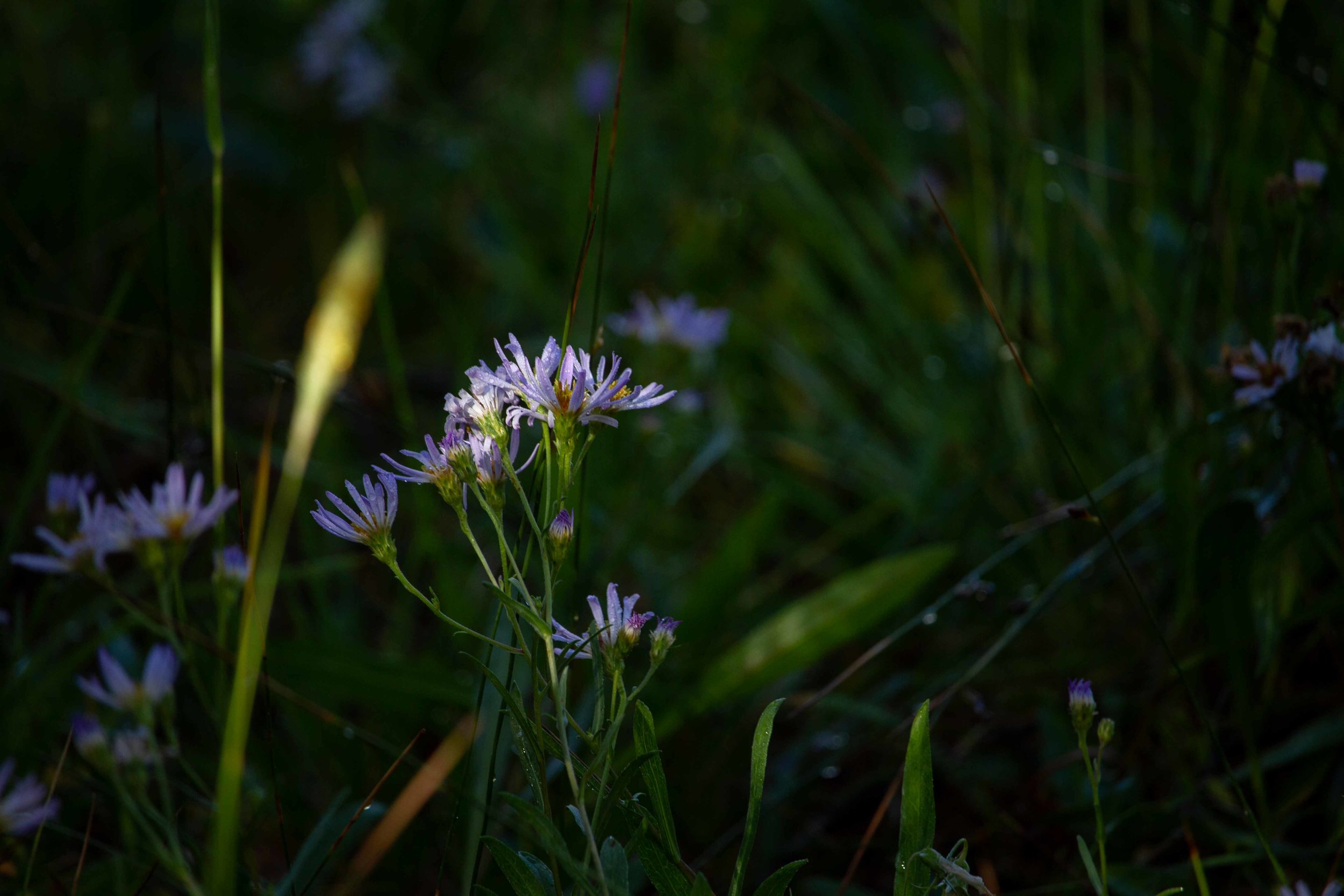Wildflowers in the Upper Geyser Basin near Old Faithful.