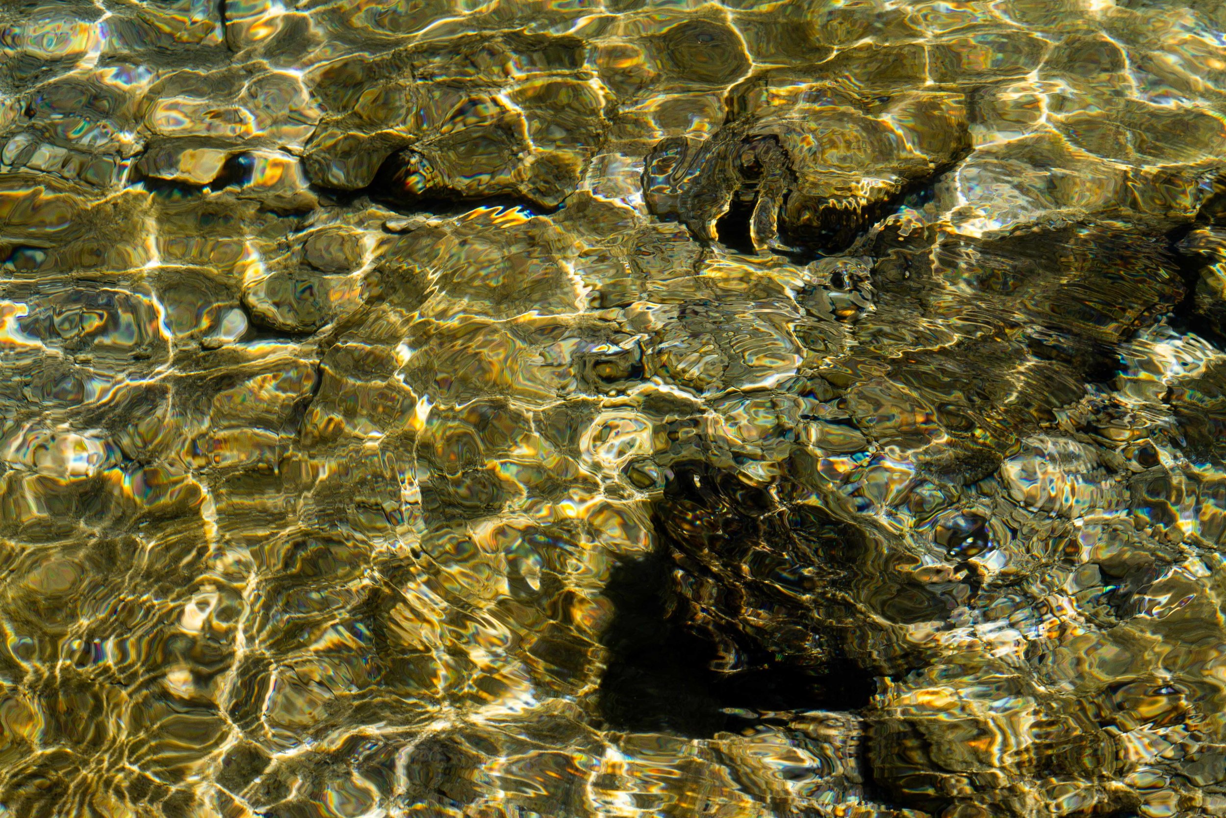  Light ripples through the surface of Yellowstone Lake. 