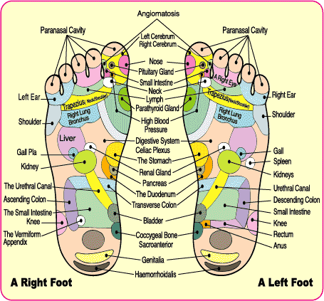 reflexology_chart.gif