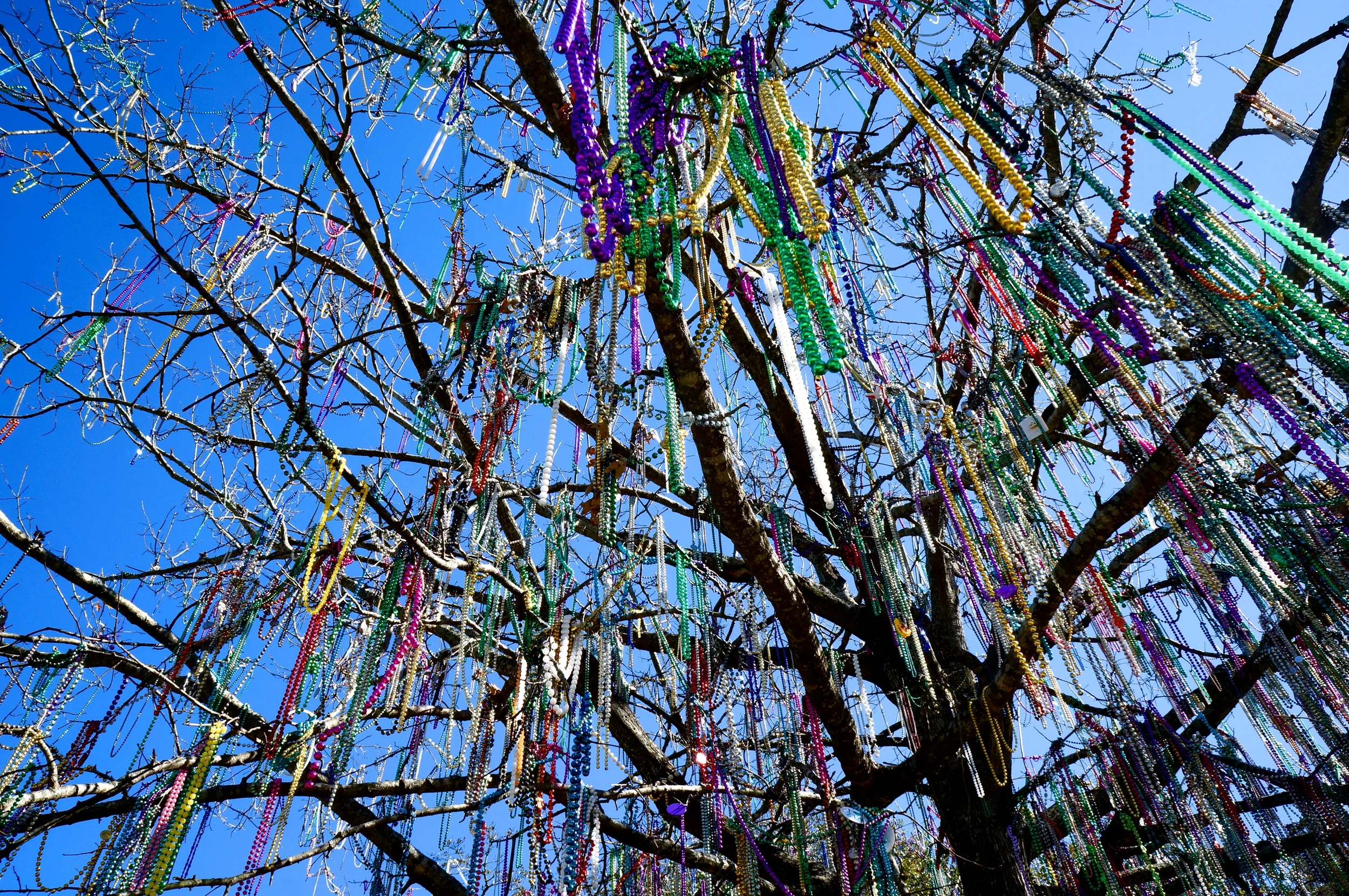 Mardi Gras Tree | New Orleans 2014